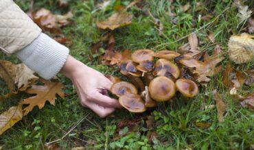 Micología en Laciana: temporadas y tipos de setas para recolectar